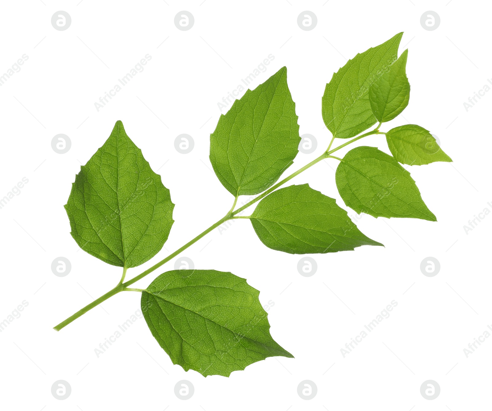 Branch with green leaves isolated on white Photo of Branch with green leaves isolated on white