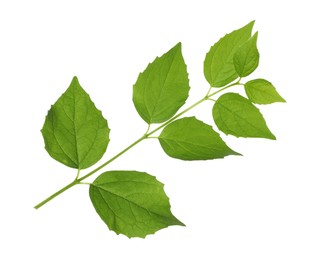 Photo of Branch with green leaves isolated on white