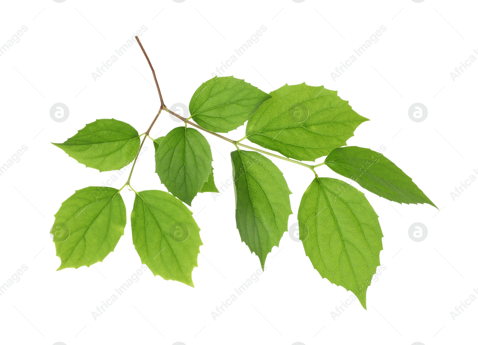 Branch with green leaves isolated on white Photo of Branch with green leaves isolated on white