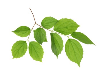 Photo of Branch with green leaves isolated on white