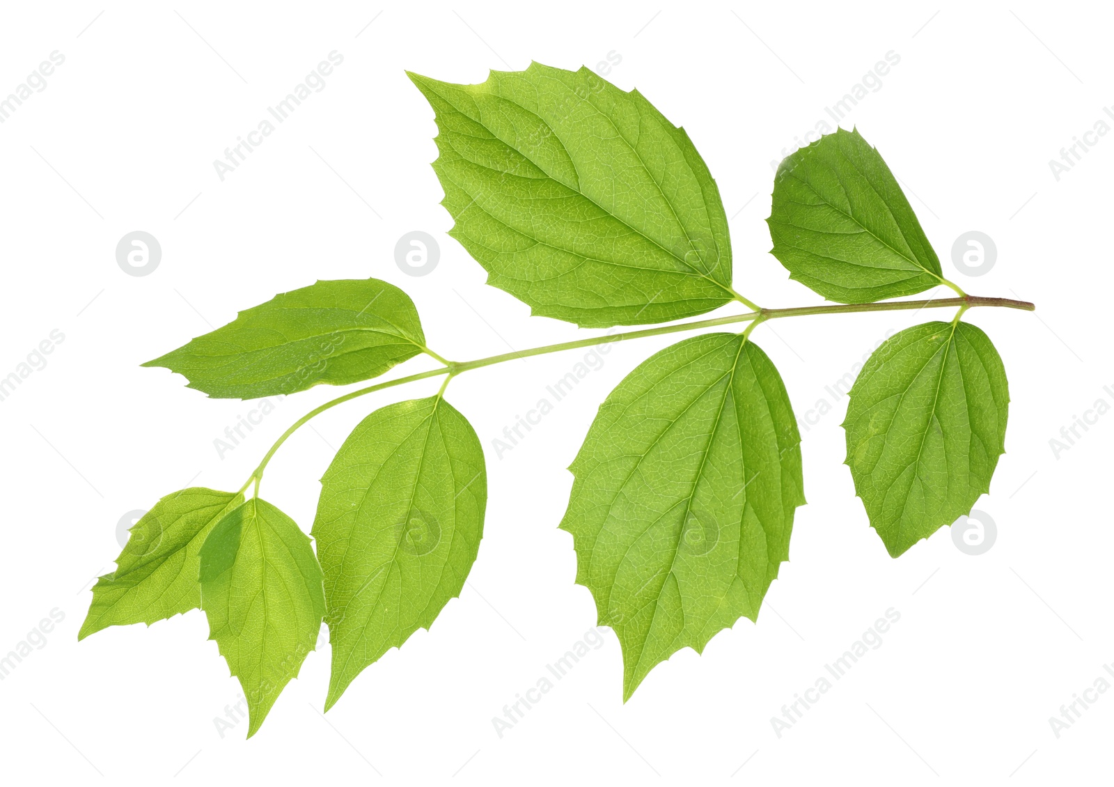 Branch with green leaves isolated on white Photo of Branch with green leaves isolated on white