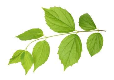 Photo of Branch with green leaves isolated on white