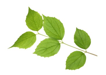 Photo of Branch with green leaves isolated on white
