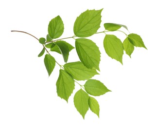 Photo of Branch with green leaves isolated on white