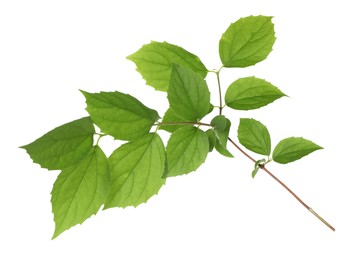 Photo of Branch with green leaves isolated on white