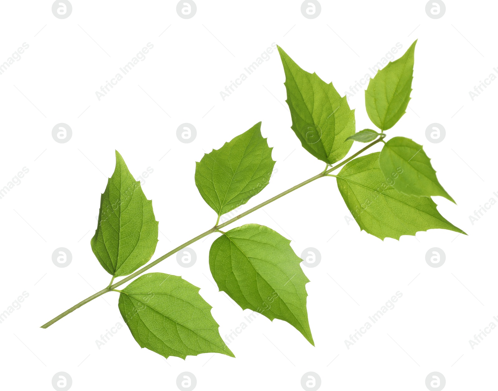 Branch with green leaves isolated on white Photo of Branch with green leaves isolated on white