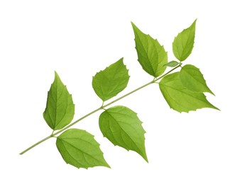 Photo of Branch with green leaves isolated on white