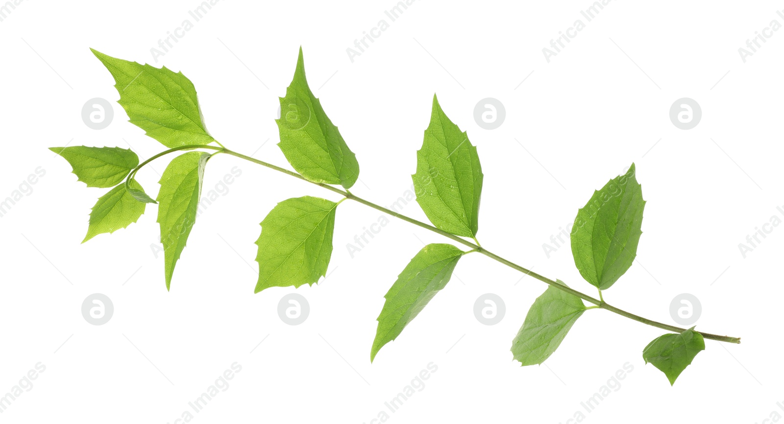Branch with green leaves isolated on white Photo of Branch with green leaves isolated on white