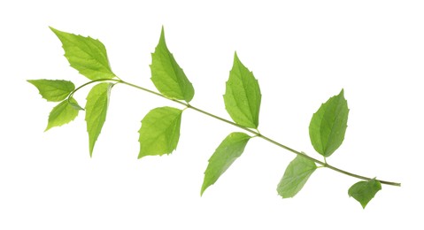 Photo of Branch with green leaves isolated on white