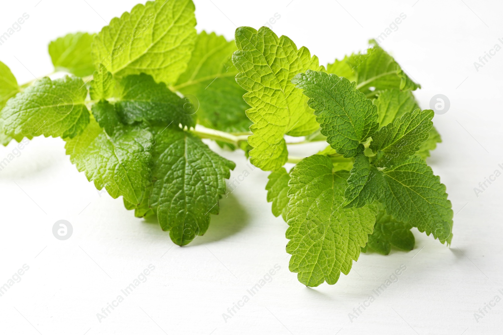 Fresh lemon balm leaves on white table, closeup Photo of Fresh lemon balm leaves on white table, closeup