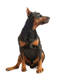 Image of Adorable big Dobermann dog on white background