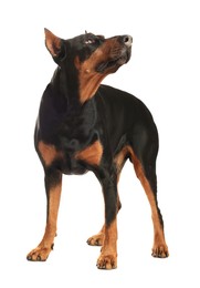 Image of Adorable big Dobermann dog on white background