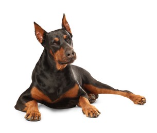 Image of Adorable big Dobermann dog on white background