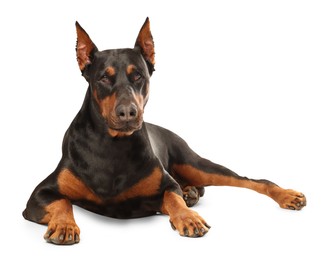 Image of Adorable big Dobermann dog on white background