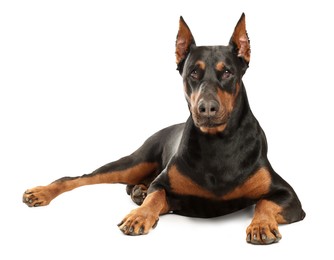 Image of Adorable big Dobermann dog on white background
