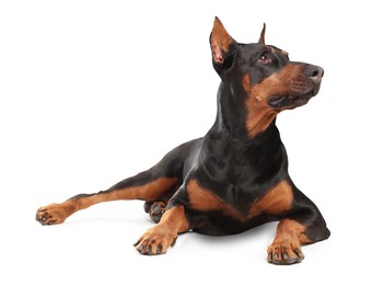 Image of Adorable big Dobermann dog on white background