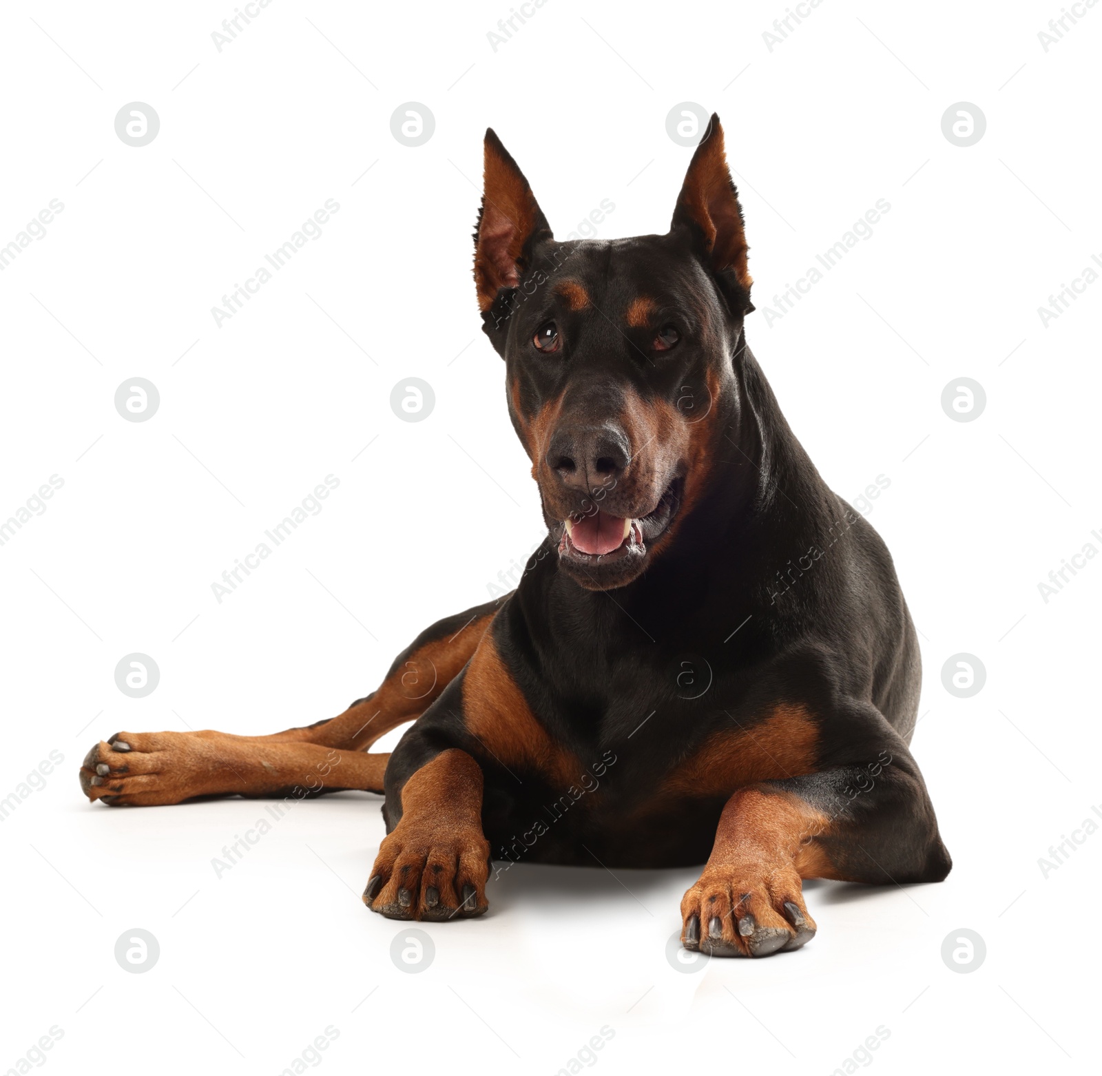 Adorable big Dobermann dog on white background Image of Adorable big Dobermann dog on white background