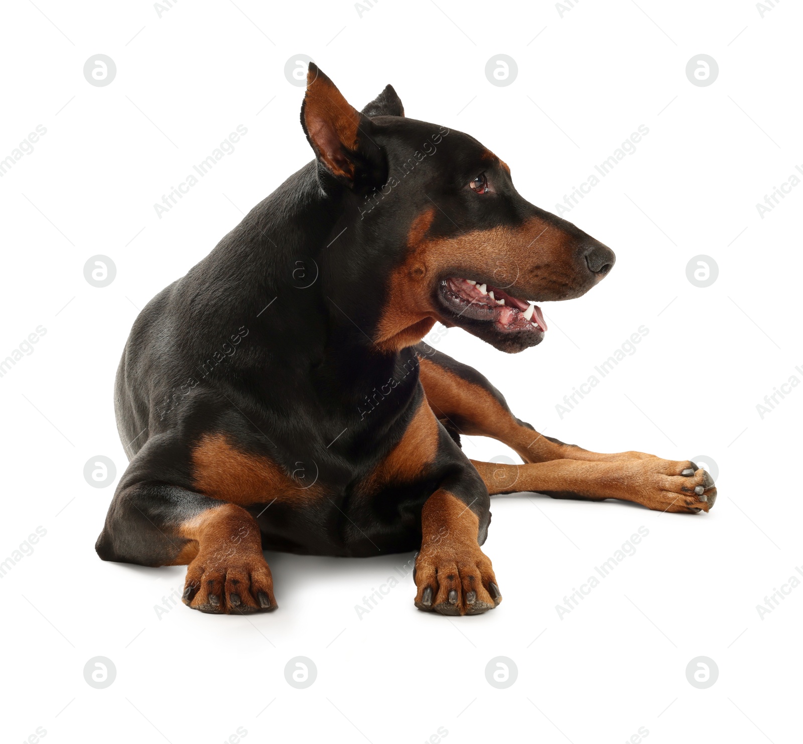 Adorable big Dobermann dog on white background Image of Adorable big Dobermann dog on white background
