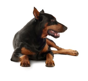 Image of Adorable big Dobermann dog on white background