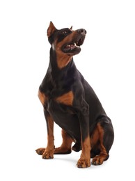 Image of Adorable big Dobermann dog on white background