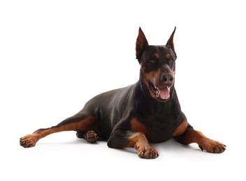 Image of Adorable big Dobermann dog on white background