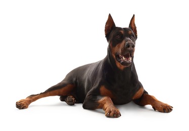 Image of Adorable big Dobermann dog on white background