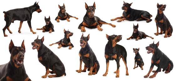 Image of Adorable Dobermann dog on white background, collage