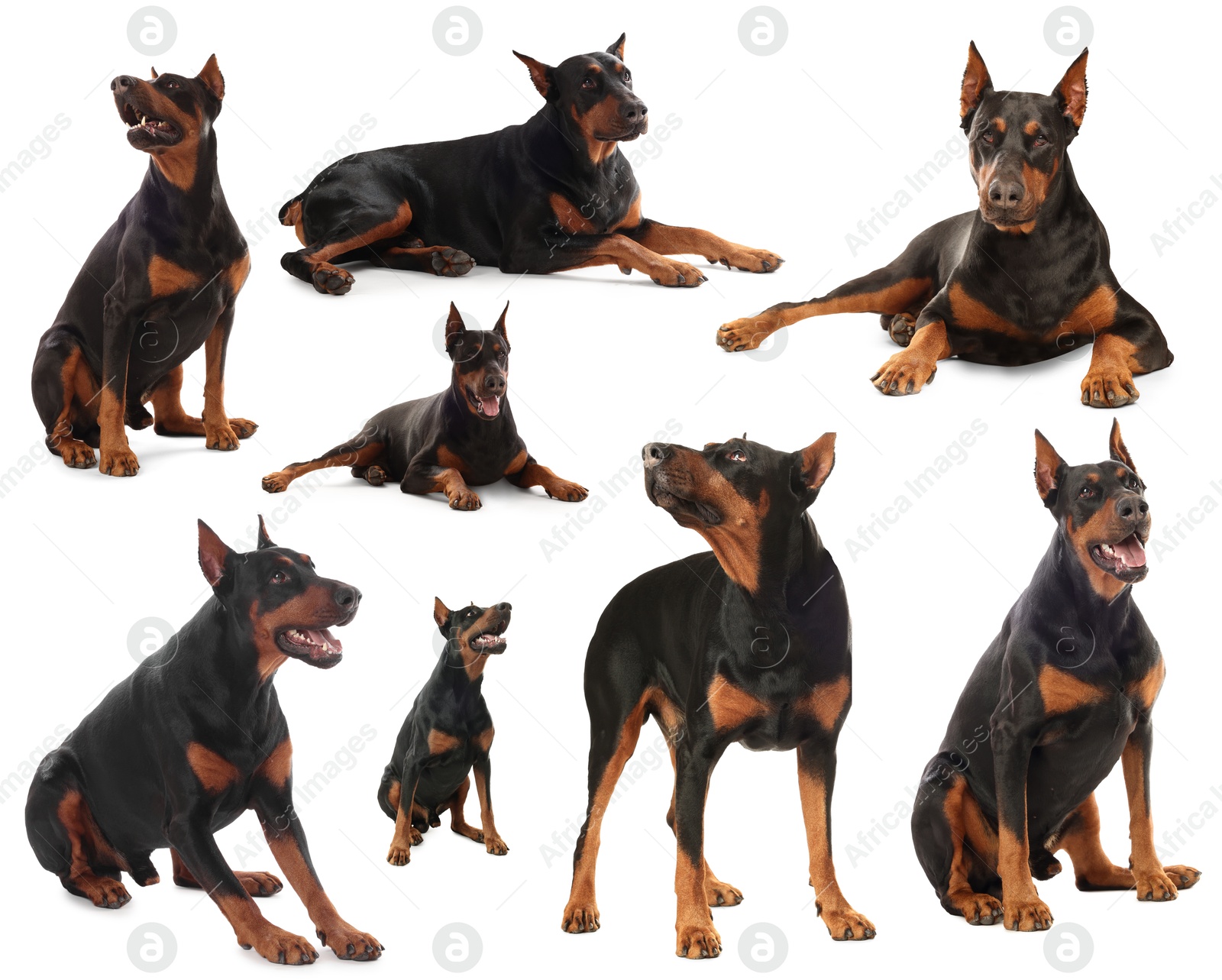 Adorable Dobermann dog on white background, collage Image of Adorable Dobermann dog on white background, collage