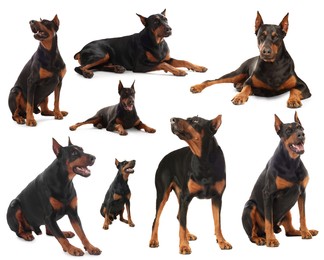 Image of Adorable Dobermann dog on white background, collage