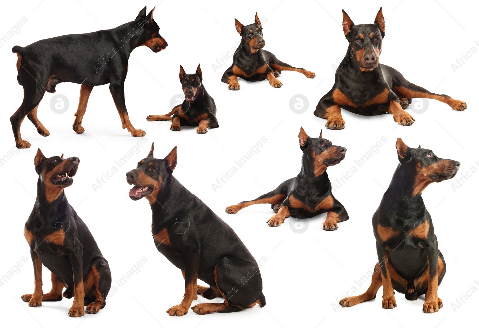 Adorable Dobermann dog on white background, collage Image of Adorable Dobermann dog on white background, collage