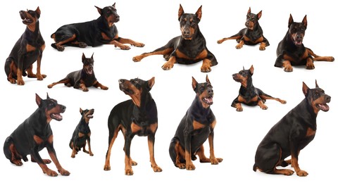 Image of Adorable Dobermann dog on white background, collage