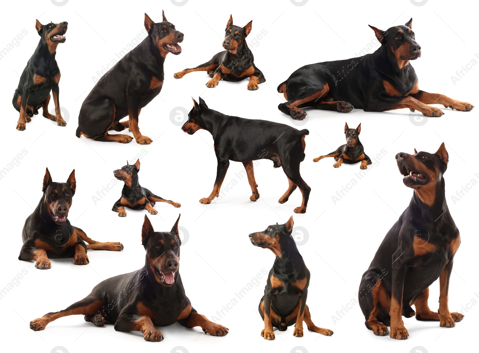 Adorable Dobermann dog on white background, collage Image of Adorable Dobermann dog on white background, collage