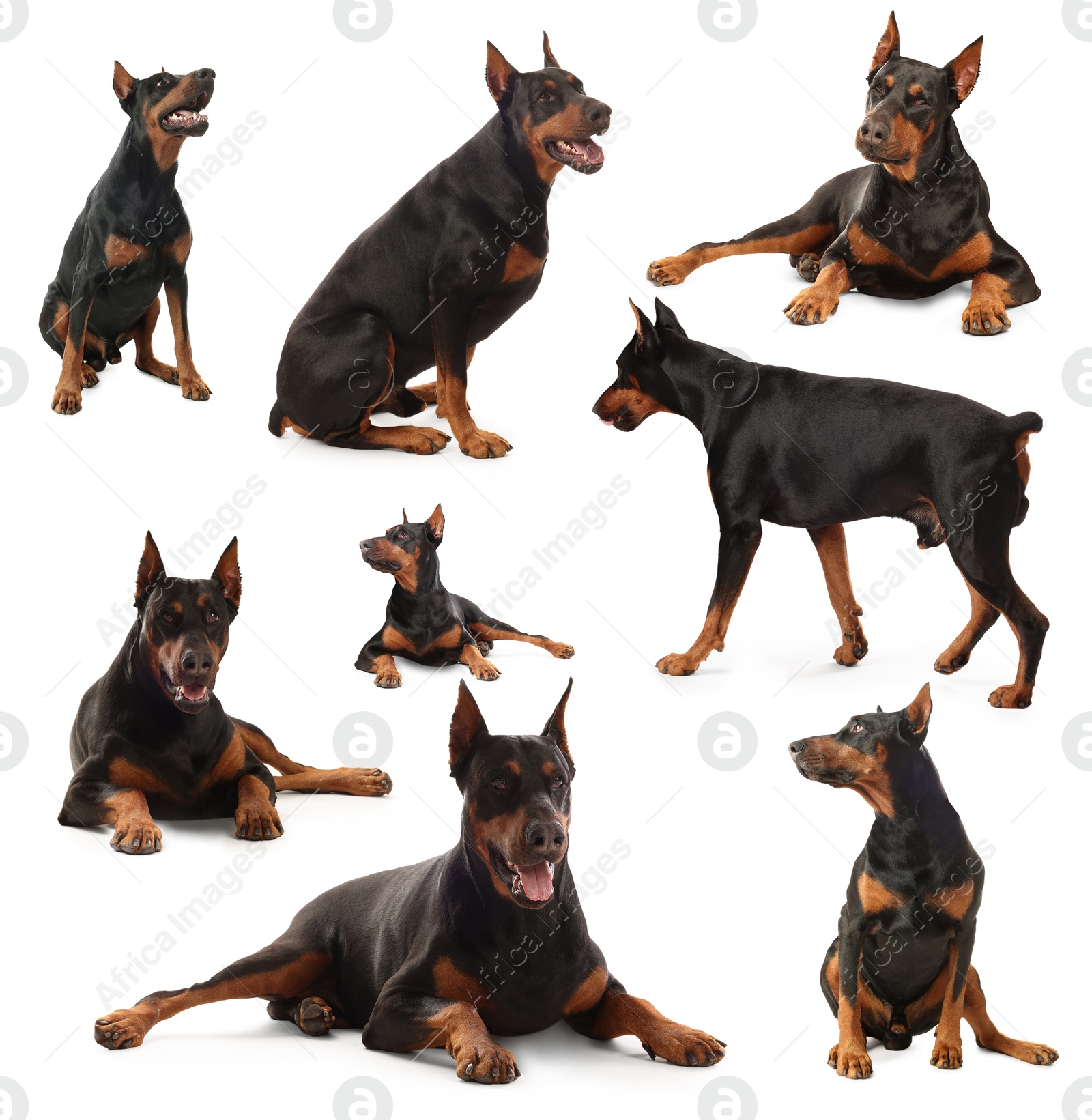 Adorable Dobermann dog on white background, collage Image of Adorable Dobermann dog on white background, collage