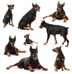 Image of Adorable Dobermann dog on white background, collage