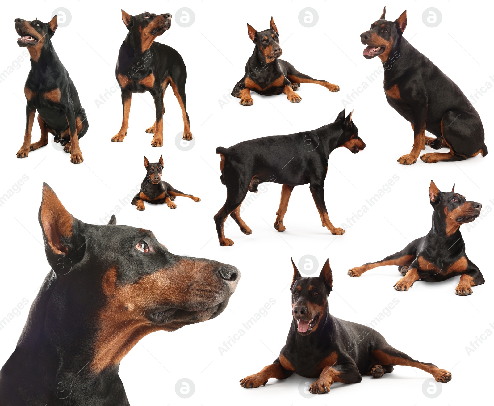 Adorable Dobermann dog on white background, collage Image of Adorable Dobermann dog on white background, collage