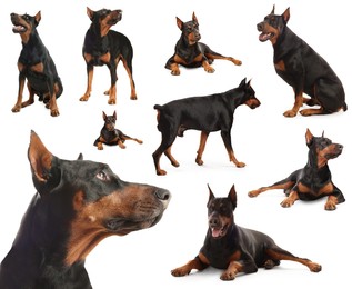 Image of Adorable Dobermann dog on white background, collage