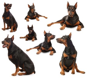 Image of Adorable Dobermann dog on white background, collage