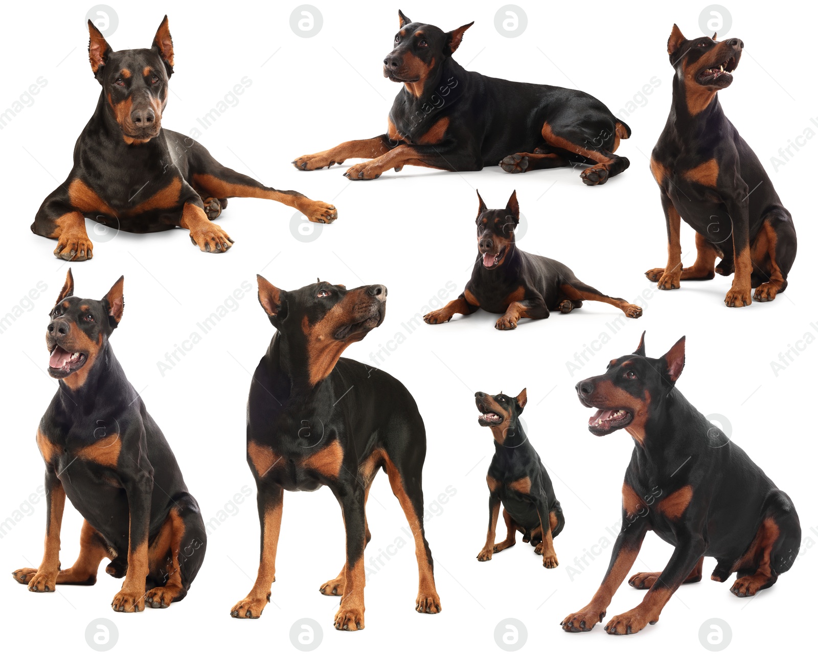 Adorable Dobermann dog on white background, collage Image of Adorable Dobermann dog on white background, collage