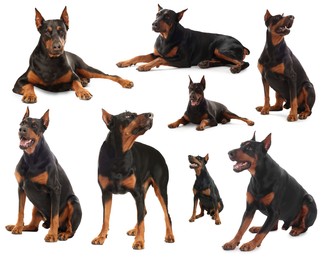 Image of Adorable Dobermann dog on white background, collage