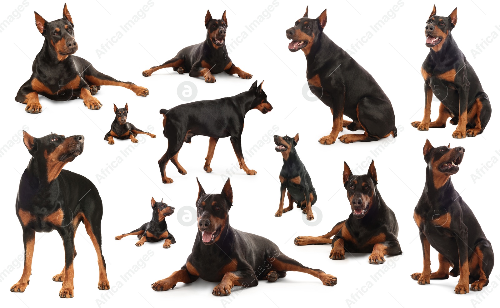 Adorable Dobermann dog on white background, collage Image of Adorable Dobermann dog on white background, collage