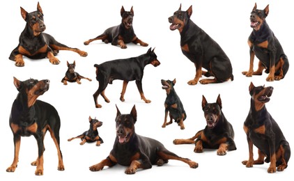Image of Adorable Dobermann dog on white background, collage