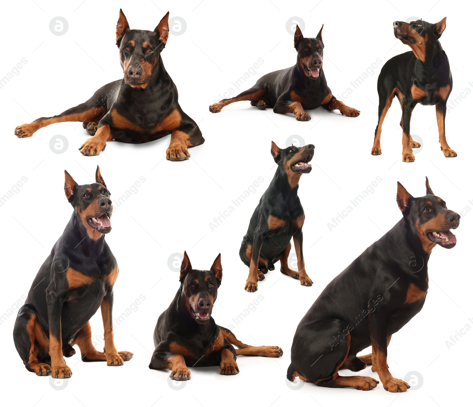 Adorable Dobermann dog on white background, collage Image of Adorable Dobermann dog on white background, collage