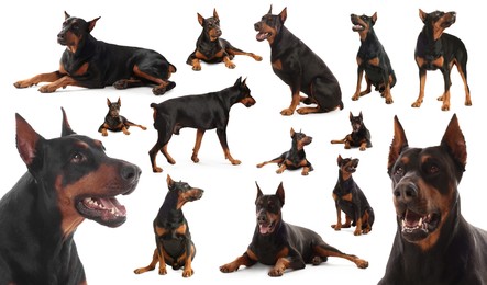 Image of Adorable Dobermann dog on white background, collage