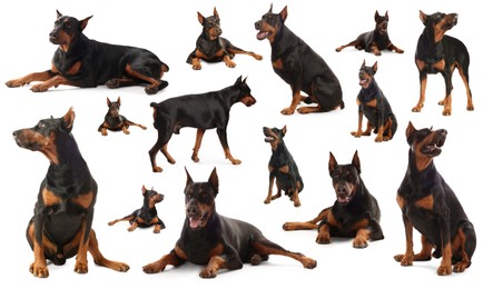 Image of Adorable Dobermann dog on white background, collage