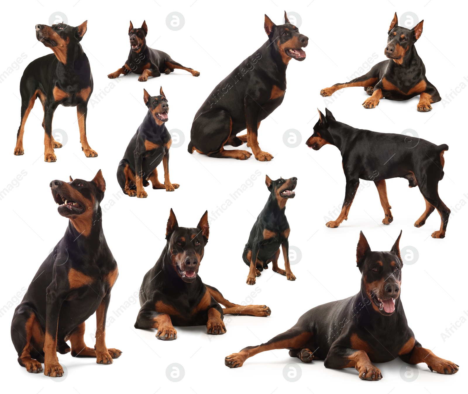 Adorable Dobermann dog on white background, collage Image of Adorable Dobermann dog on white background, collage