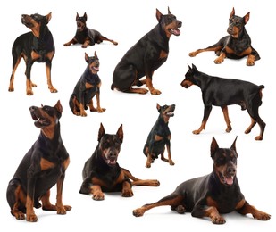 Image of Adorable Dobermann dog on white background, collage