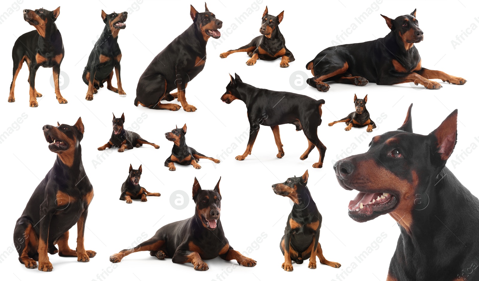 Adorable Dobermann dog on white background, collage Image of Adorable Dobermann dog on white background, collage
