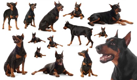 Image of Adorable Dobermann dog on white background, collage