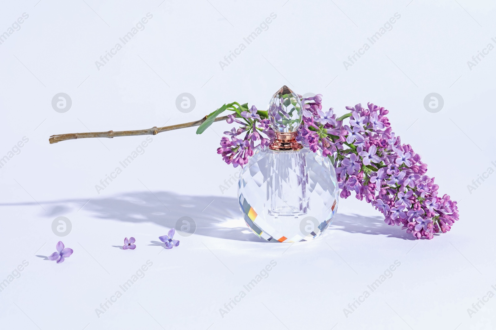 Perfume bottle and branch with lilac flowers on light grey background, closeup Photo of Perfume bottle and branch with lilac flowers on light grey background, closeup