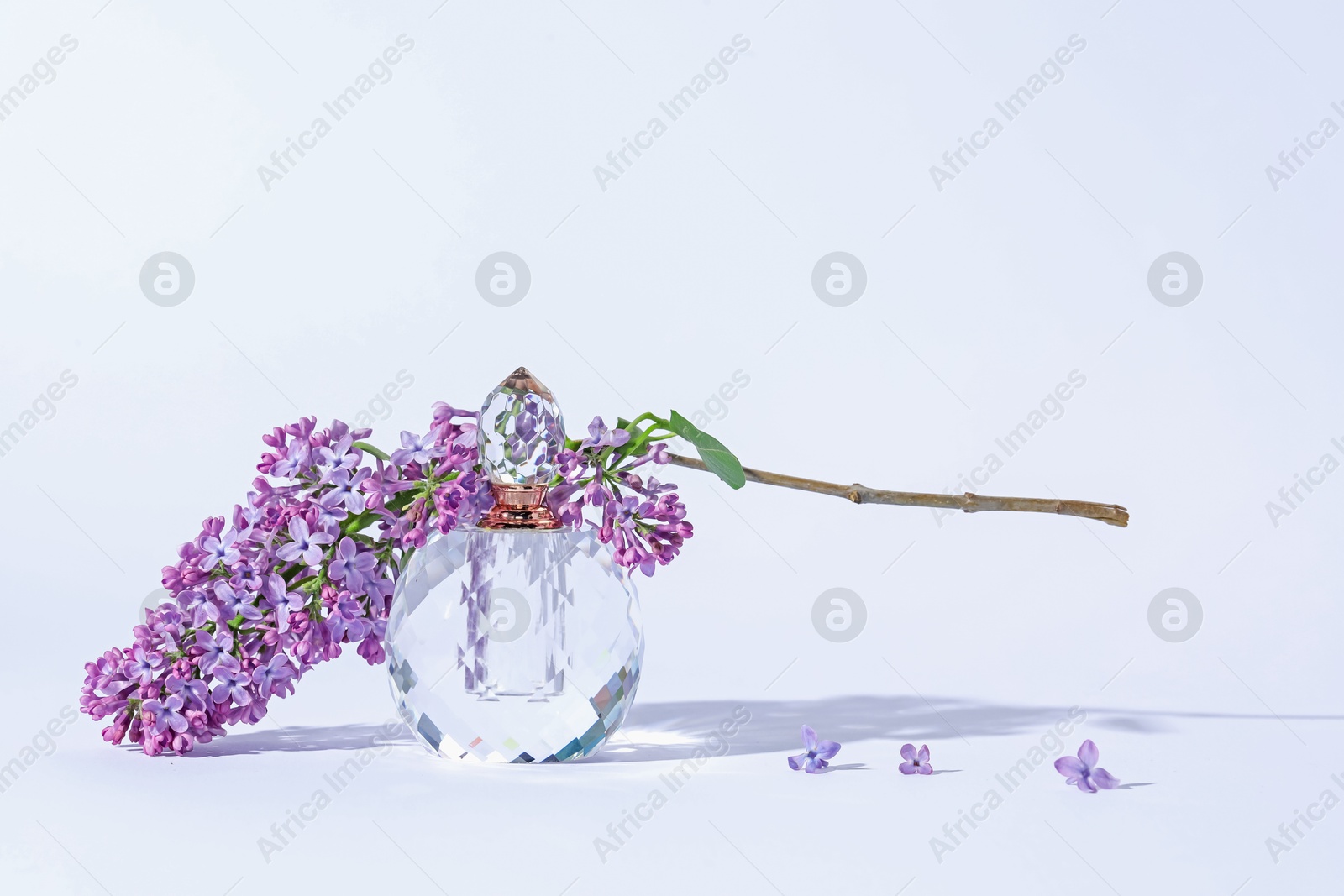 Perfume bottle and branch with lilac flowers on light grey background, closeup Photo of Perfume bottle and branch with lilac flowers on light grey background, closeup